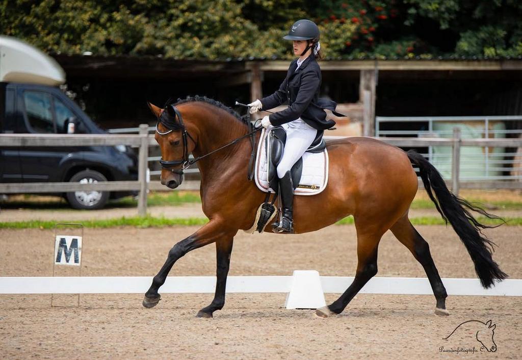10 jarige dressuurmerrie/ fokmerrie, Dieren en Toebehoren, Merrie, M