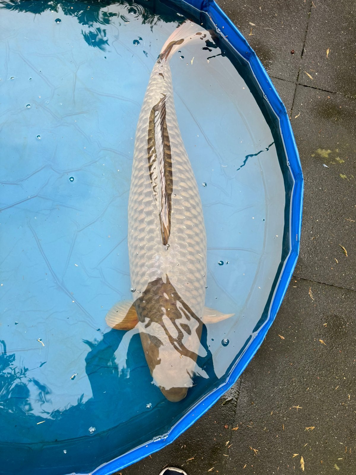 Koi géant japonais 100 cm !, Animaux & Accessoires, Carpe ou Koï