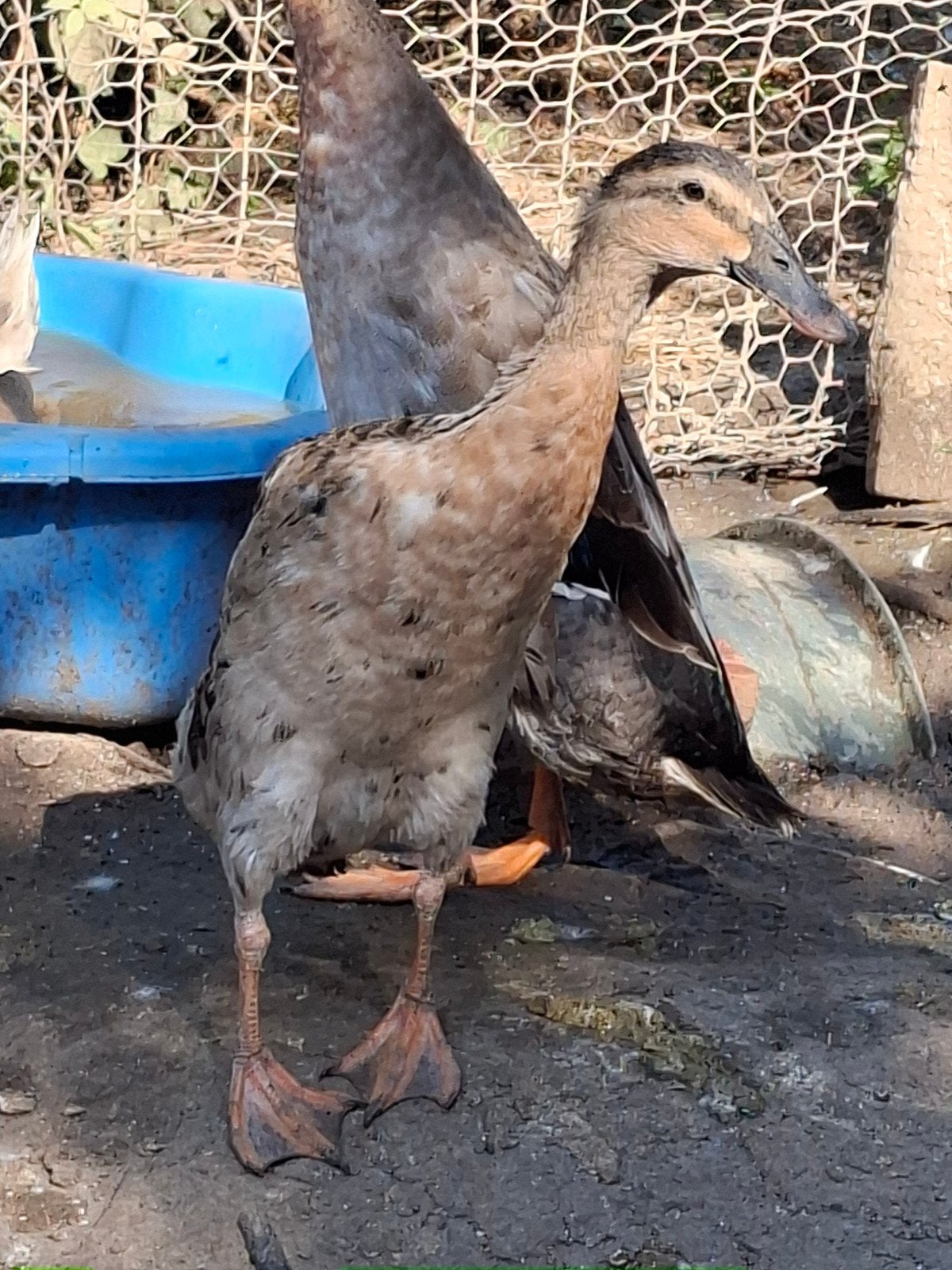 Couple coureur indien à ventre jaune, Plusieurs animaux, Canard