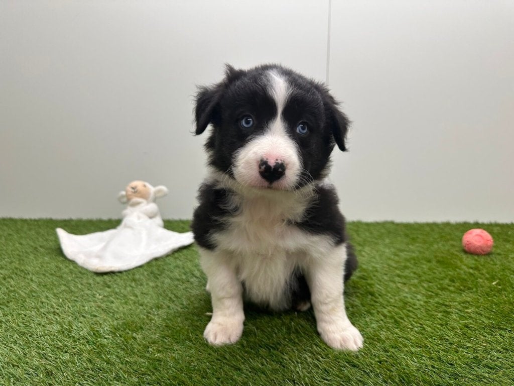 Portée de chiots Border Collie 1