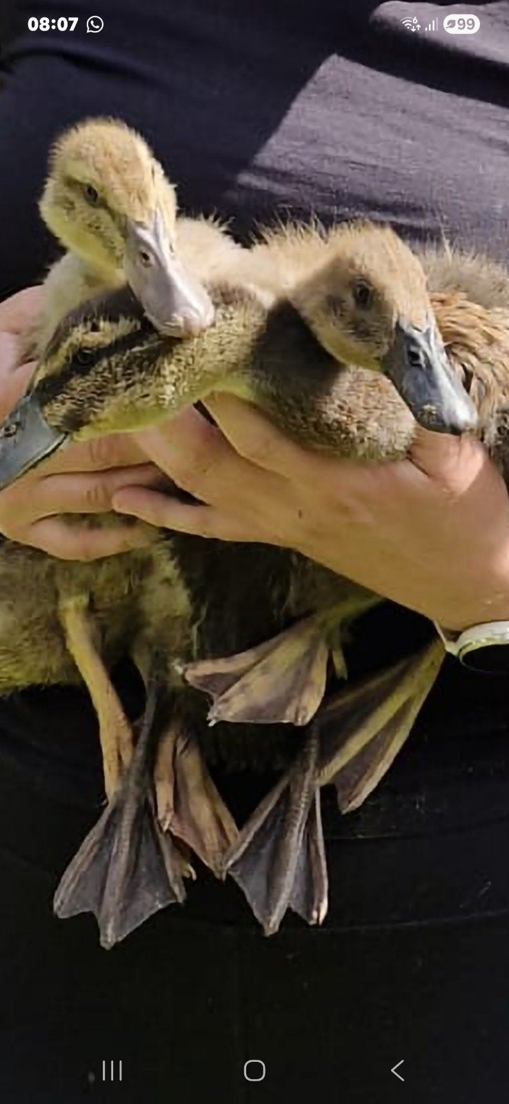 Jonge loopeenden, Dieren en Toebehoren