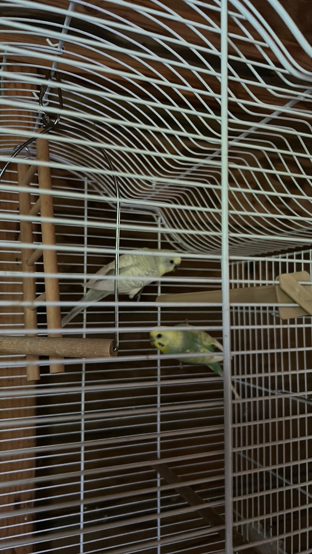 Parkieten,kanaries, Dieren en Toebehoren, Vogels | Kanaries