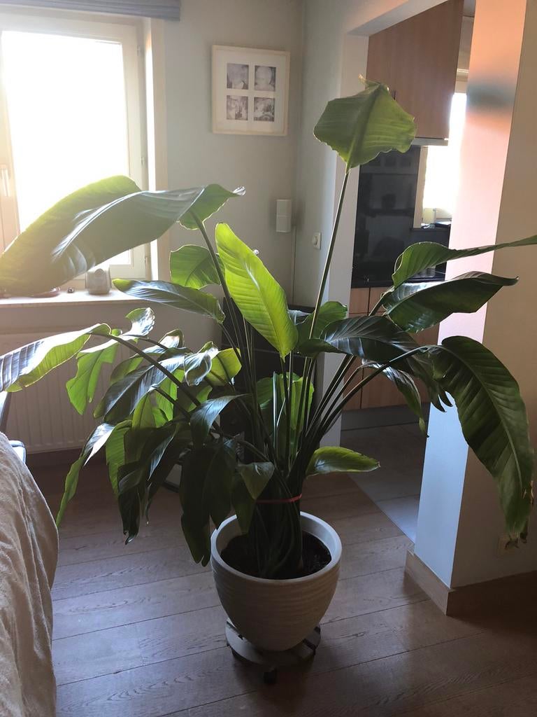 Paradijsvogelplant, Ophalen, 100 tot 150 cm, Overige soorten, Halfschaduw