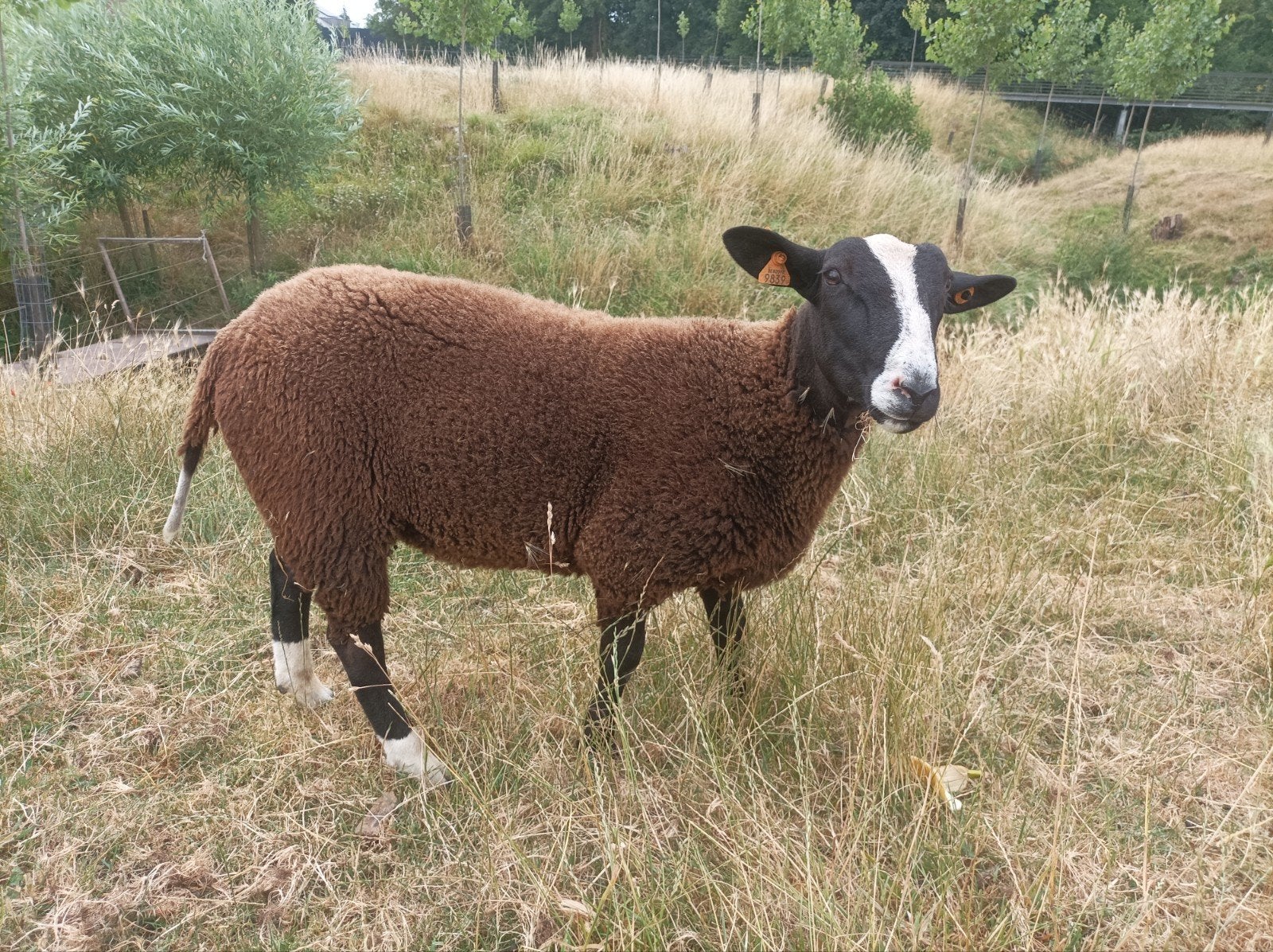 Zwartbles Ramlam à vendre., Animaux & Accessoires, Moutons, Chèvres & Cochons