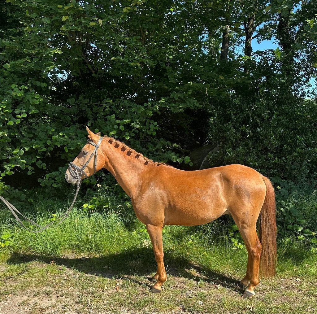 2 pony's te koop veiling via ESHA.horse 1 ruin 1hengst, Dieren en Toebehoren, Pony's, Gechipt, Z, Ruin, Springpony