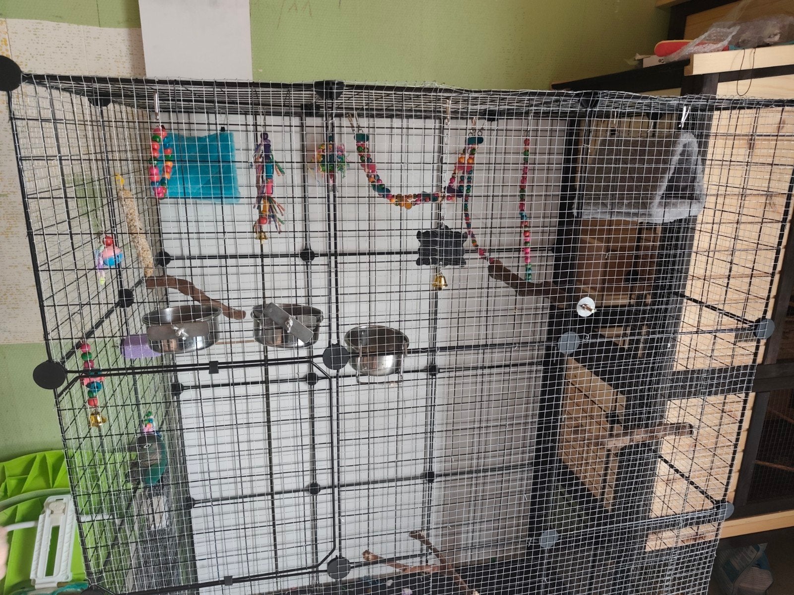 Conure + cage, Animaux & Accessoires, Enlèvement