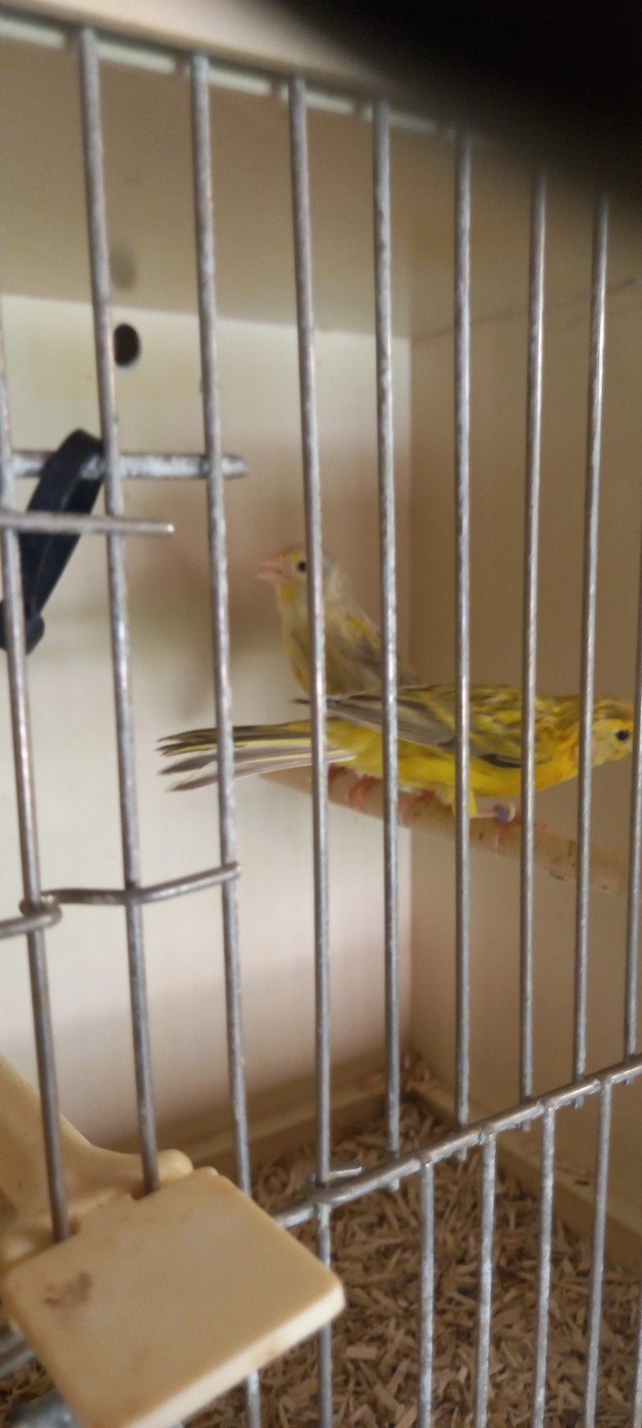 kanaries, Dieren en Toebehoren
