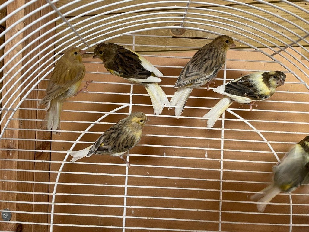 Kanaries 2026 poppen en mannen 18 stuk, Dieren en Toebehoren, Vogels | Kanaries, Meerdere dieren