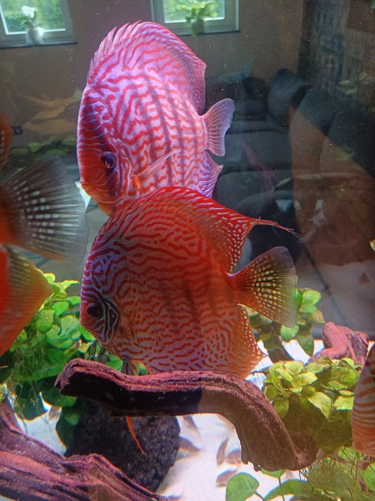 Discus