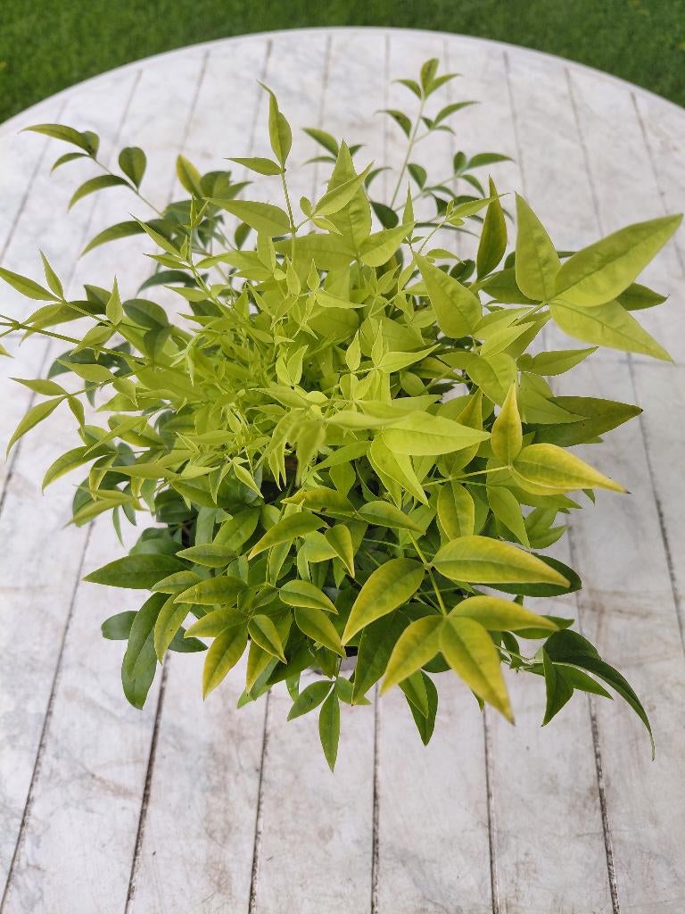 Nandina Magical Lemon &Lime, Ophalen, Bamboe