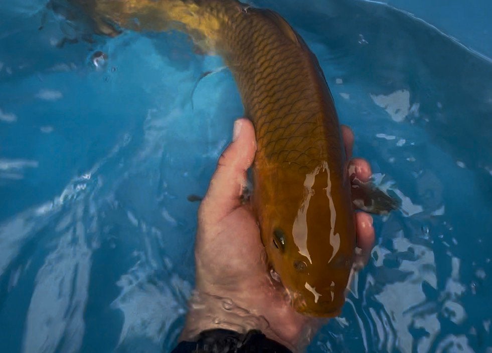 ️LAATSE KANS️, Karper of Koi