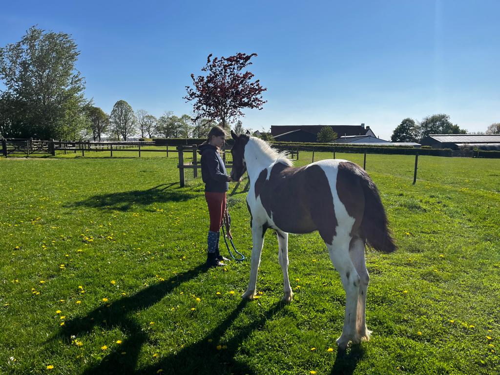 Cinderella te Walem merrieveulen en moeder, Merrie, D pony (1.37m tot 1.48m)