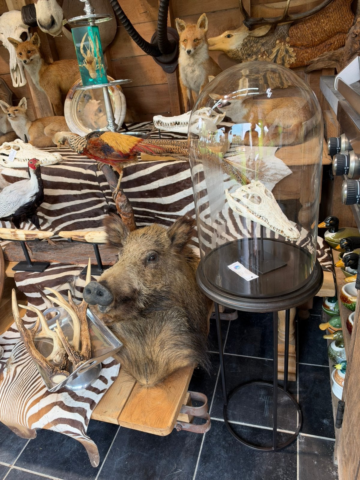 Schedel krokodel cites op stafief in stolp en staander 325€, Antiek en Kunst, Ophalen