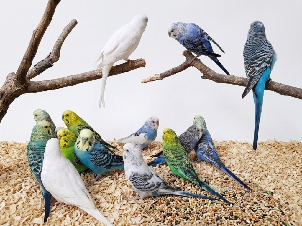 broedrijpe grasparkieten, Plusieurs animaux, Perruche