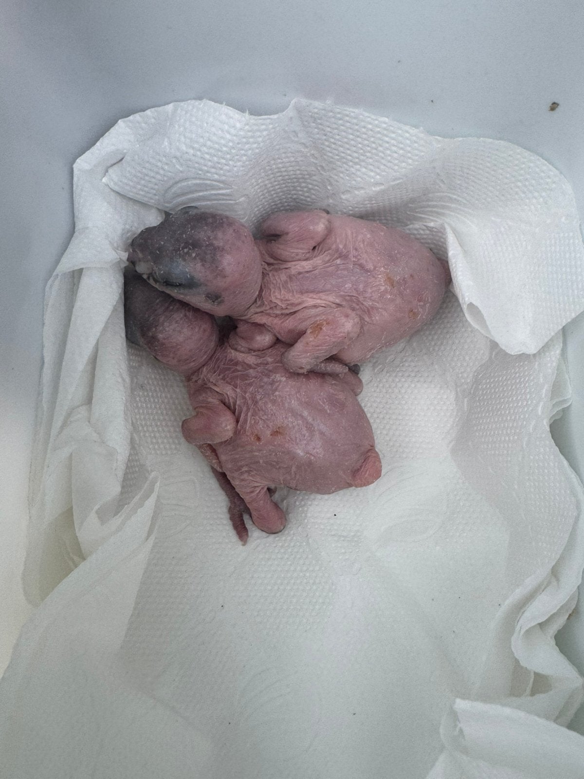 Babypapegaaien ️ ️, Dieren en Toebehoren
