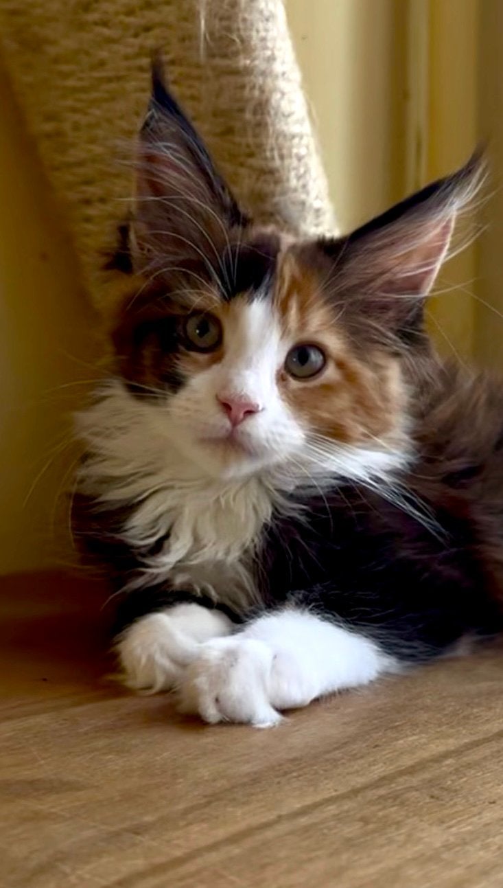 Maine Coon kittens: officiële stamboom, kampioensbloedlijnen, Meerdere dieren, Met stamboom, 0 tot 2 jaar