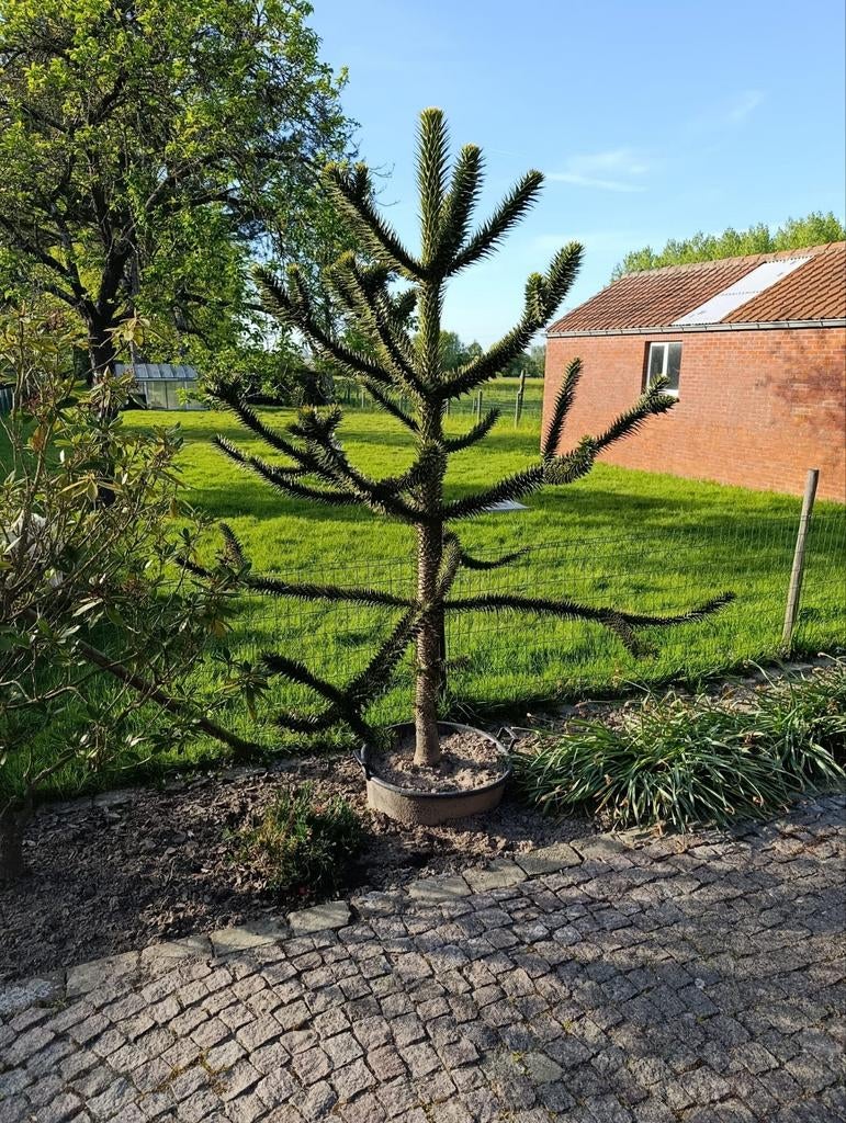 Apenden, Ophalen