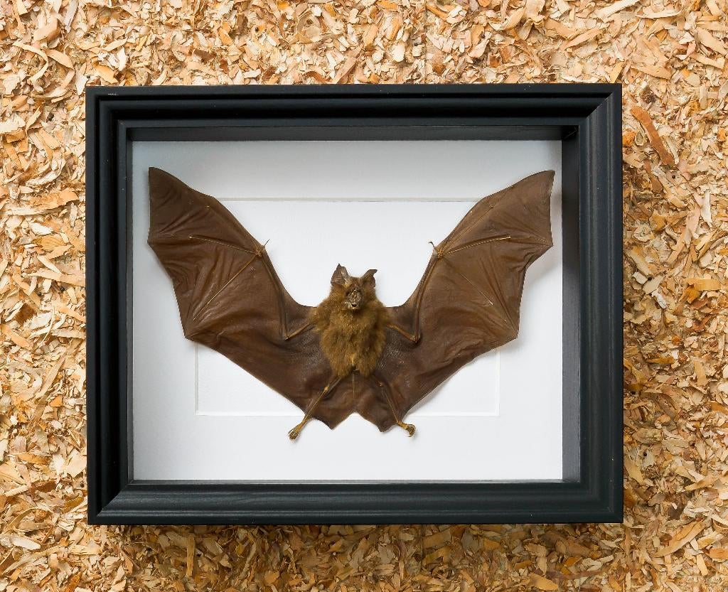 vleermuis in kader, Ophalen of Verzenden, Nieuw, Reptiel of Amfibie, Opgezet dier