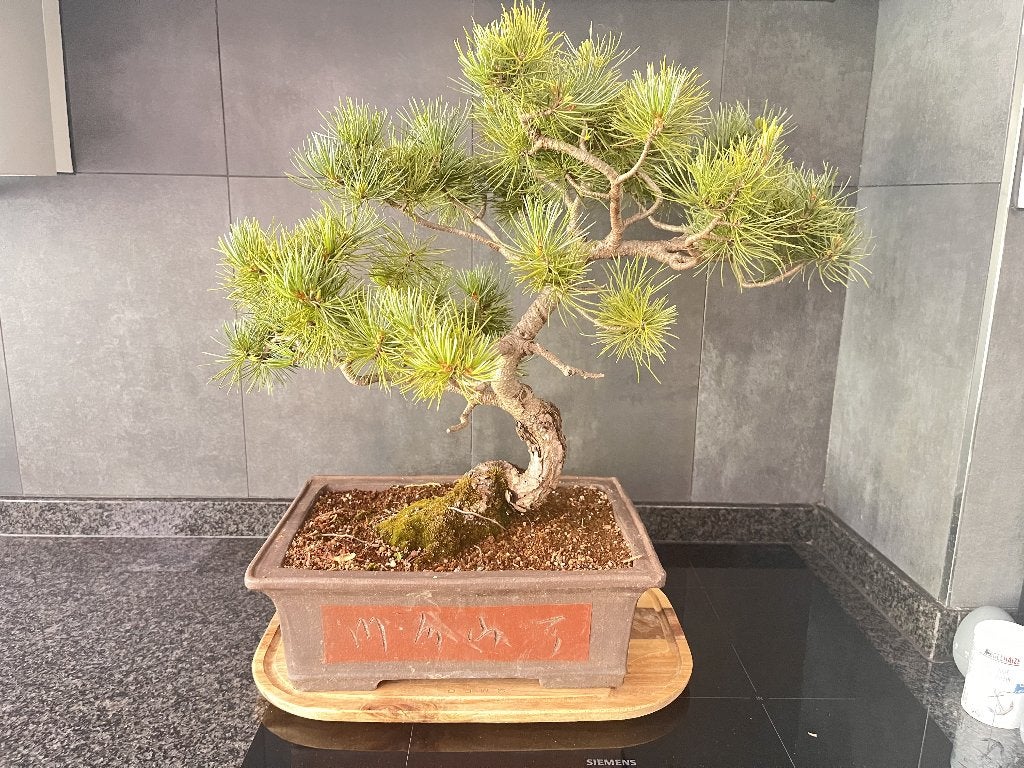 Bonsai witte dennen, Tuin en Terras, Ophalen, Conifeer, Struik, Minder dan 100 cm