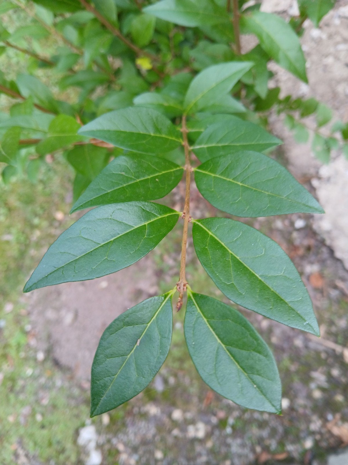 Ligustrum, Enlèvement, Arbuste, 100 à 250 cm