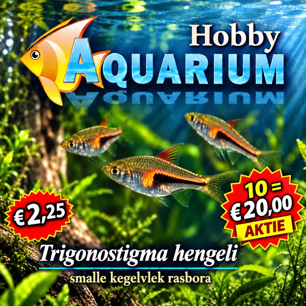 Trigonistigma Hengeli / Smalle Kegelvlek rasbora, Vis, Zoetwatervis, Schoolvis