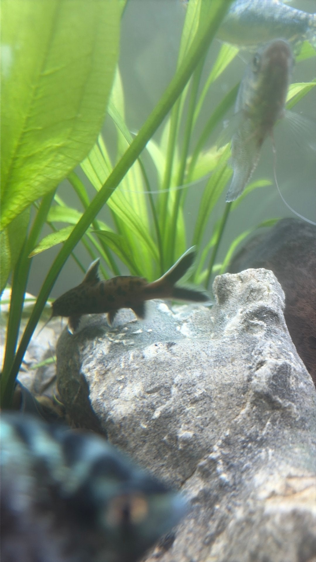 4 synodontis petricola, Poisson, Poisson d'eau douce, Banc de poissons