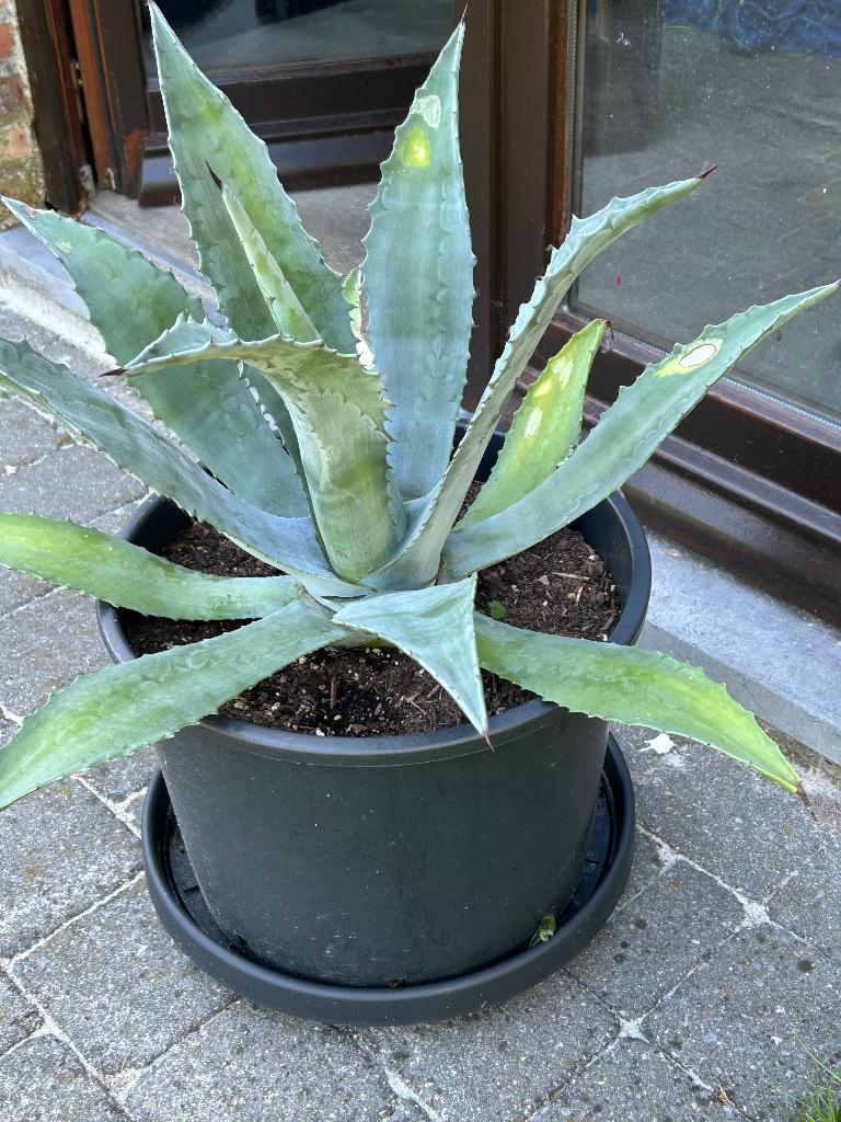 Mooie Agave, Jardin & Terrasse, Enlèvement, Plante fixe, Autres espèces