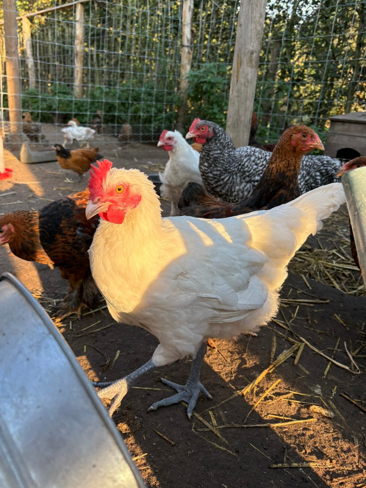 Raszuivere poules de bresse haan, Dieren en Toebehoren