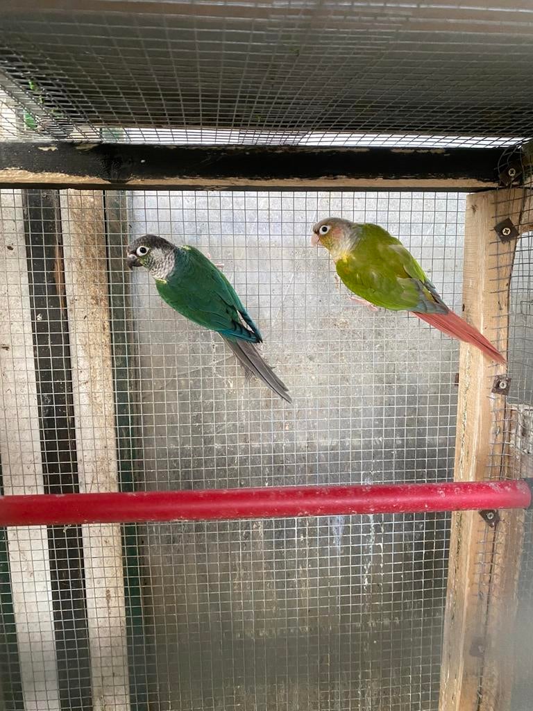 Koppel pyrrhura, Animaux & Accessoires, Oiseaux | Perruches & Perroquets