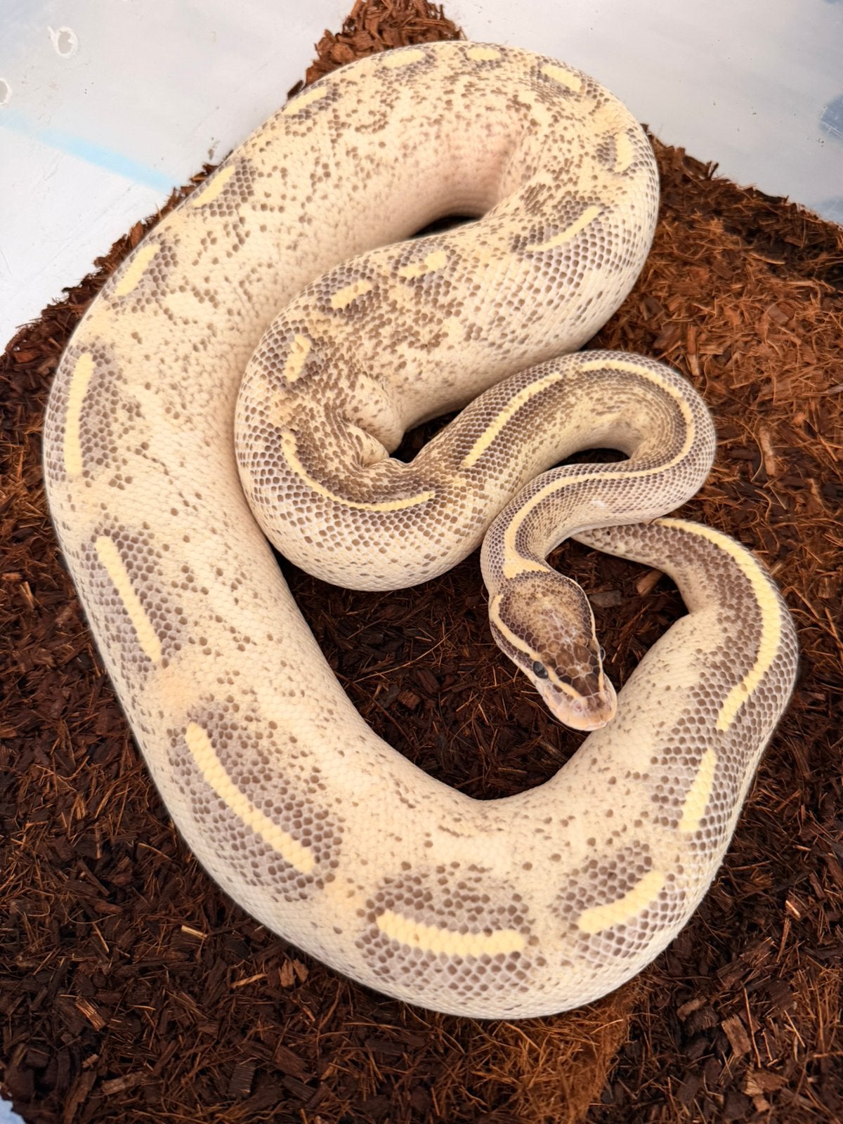 🐍 Python Regius collectie – diverse morphs beschikbaar, Dieren en Toebehoren, Slang, Tam, 3 tot 6 jaar
