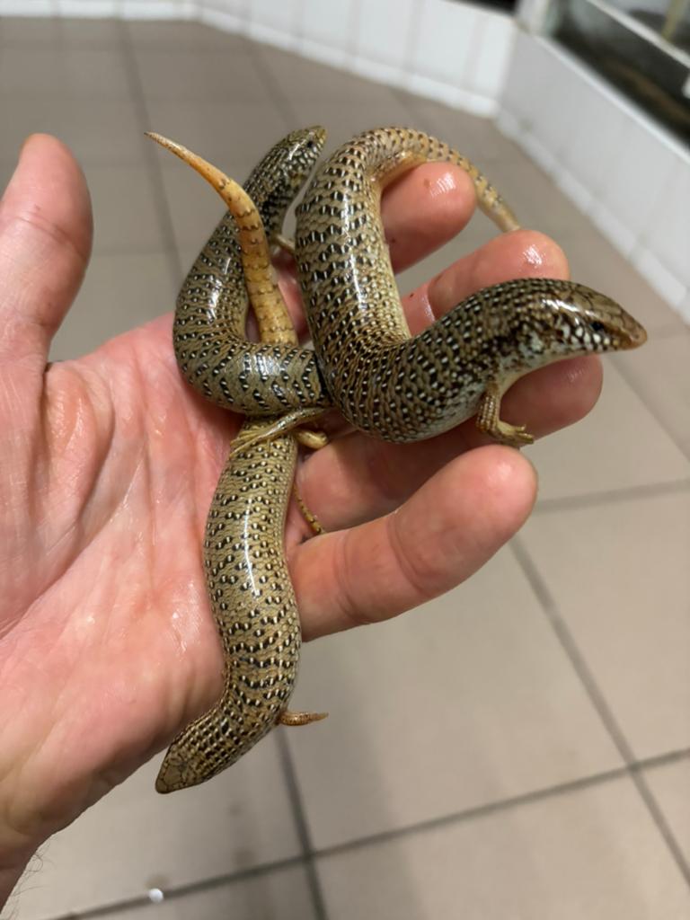 Parelskinkjes, Hagedis, 0 tot 2 jaar
