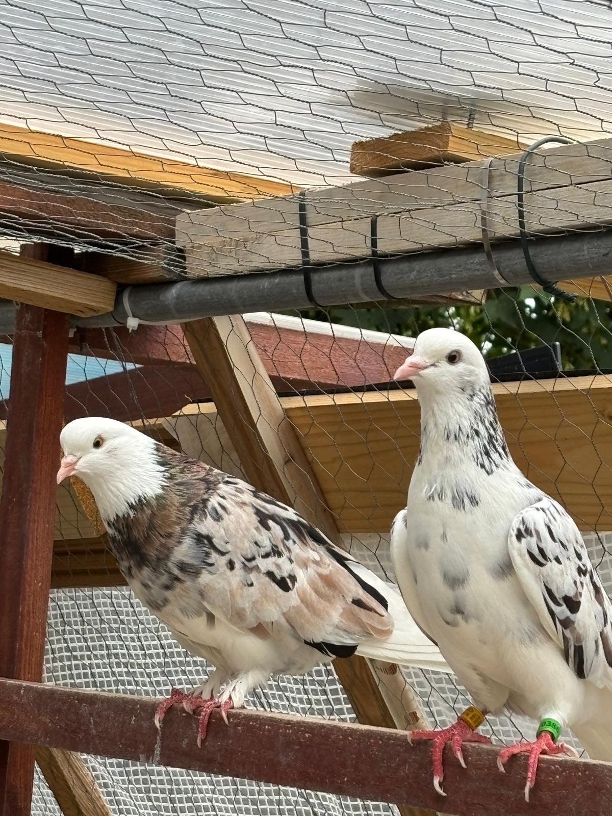 pigeons haut volant iranien / کبوتر بلند پرواز تهران-شمرون
