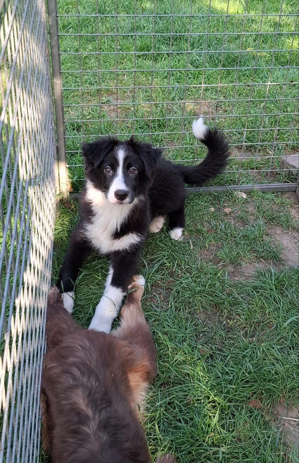 De doux chiots bergers australiens à la ferme, parents prése, Animaux & Accessoires, 15 semaines à 1 an, Éleveur | Professionnel