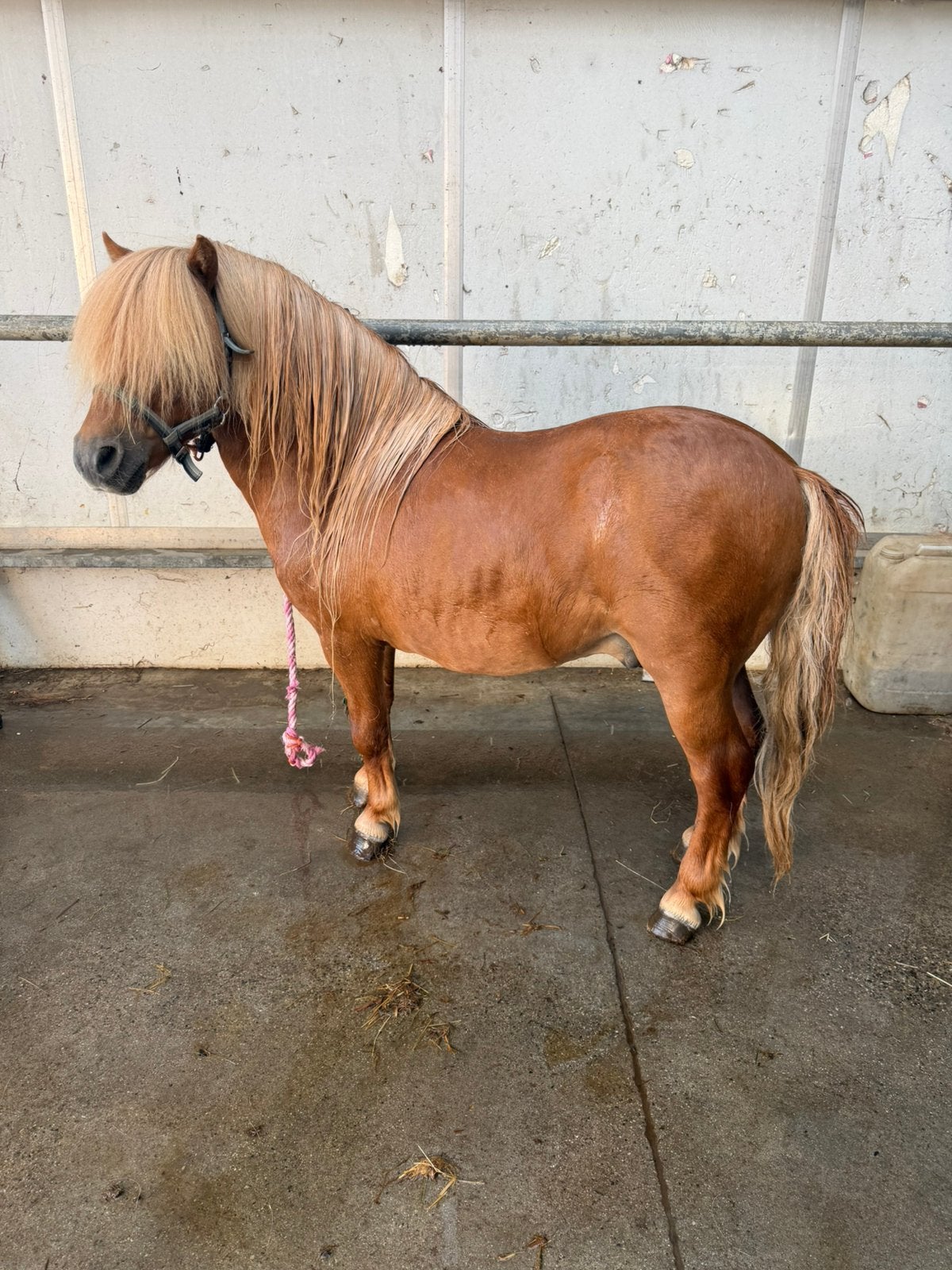 Te Koop pony Shetland Hengst, Animaux & Accessoires, Poneys, Étalon