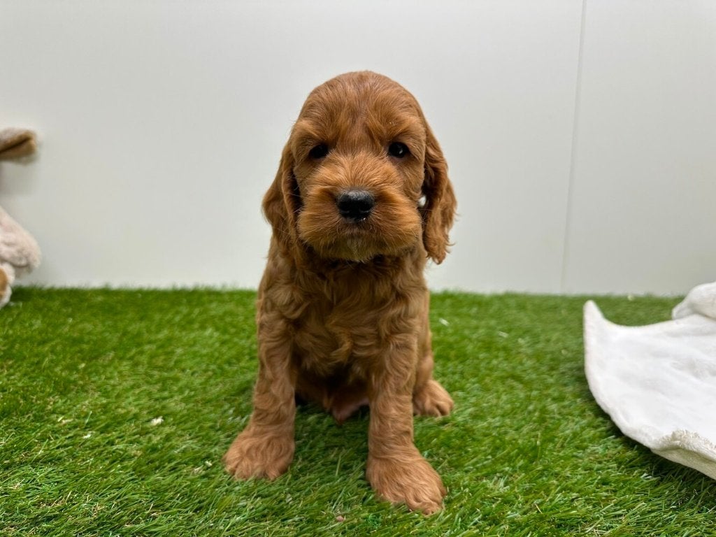 Portée de chiots Cockapoo 1, Plusieurs, Hépatite contagieuse (maladie de Rubarth), Belgique, Plusieurs animaux