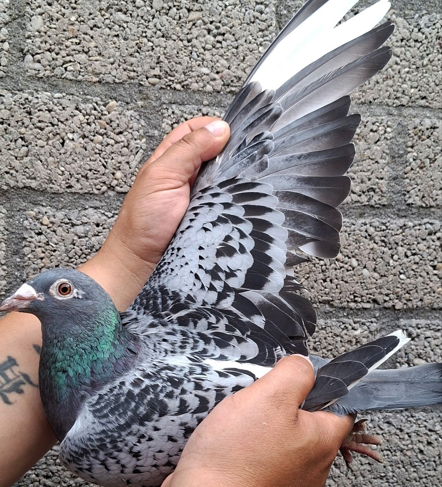 pigeon de course Direct Jacob F. Draaisma., Femelle, Pigeon voyageur