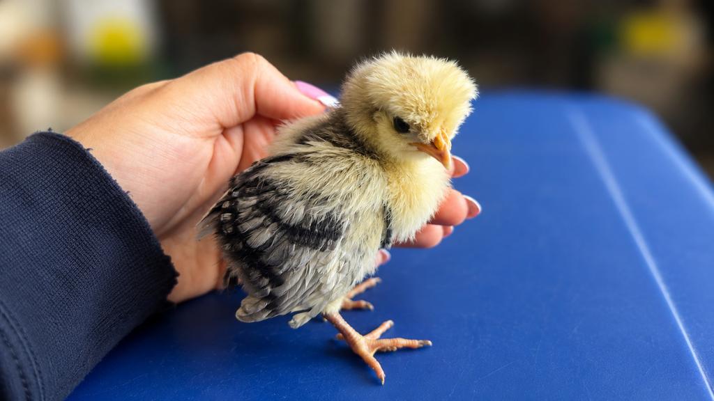 Hollandse kuifhoen kuikens 3 weken, Dieren en Toebehoren