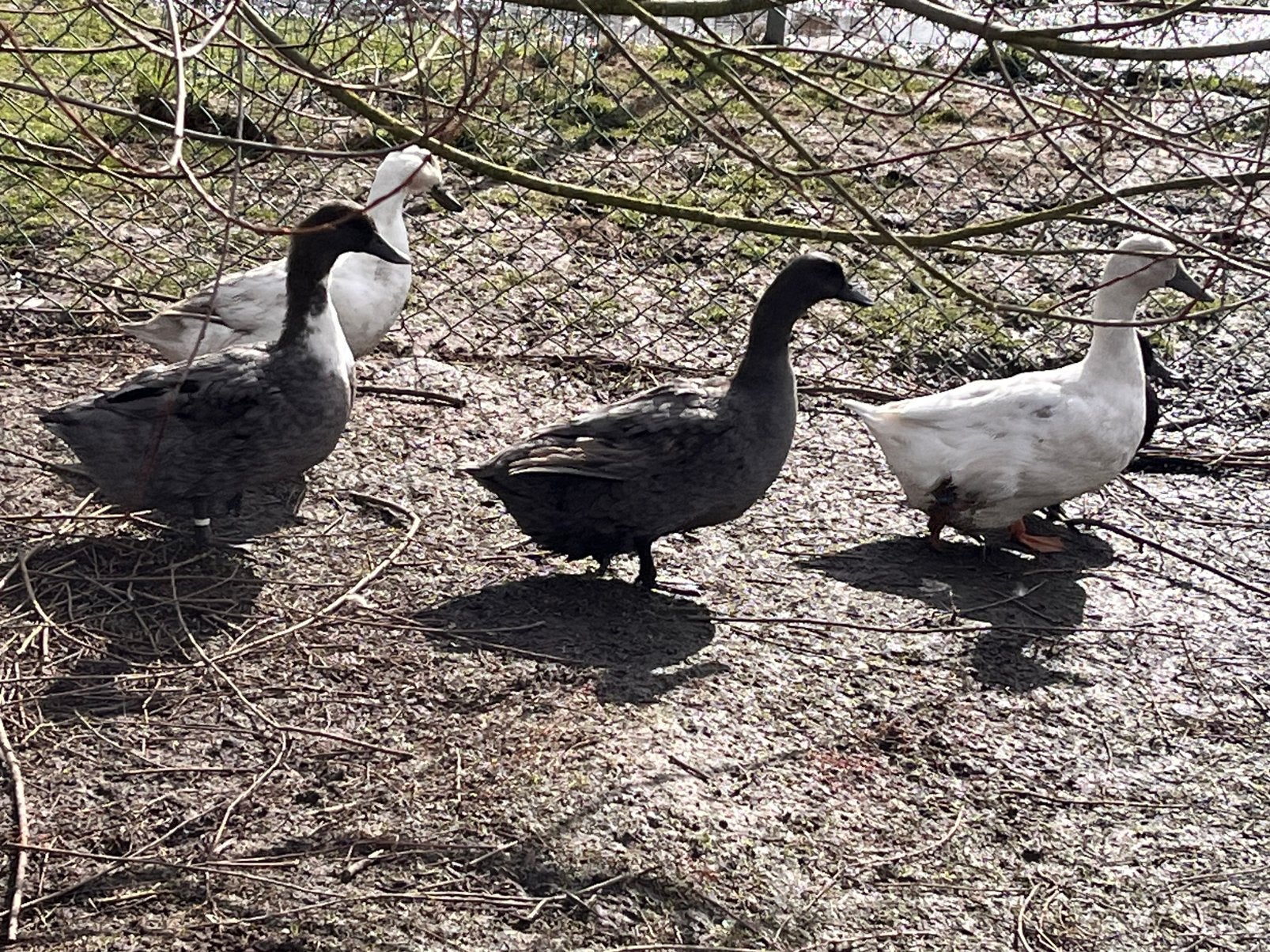 Eend van Vorst, Dieren en Toebehoren, Eend