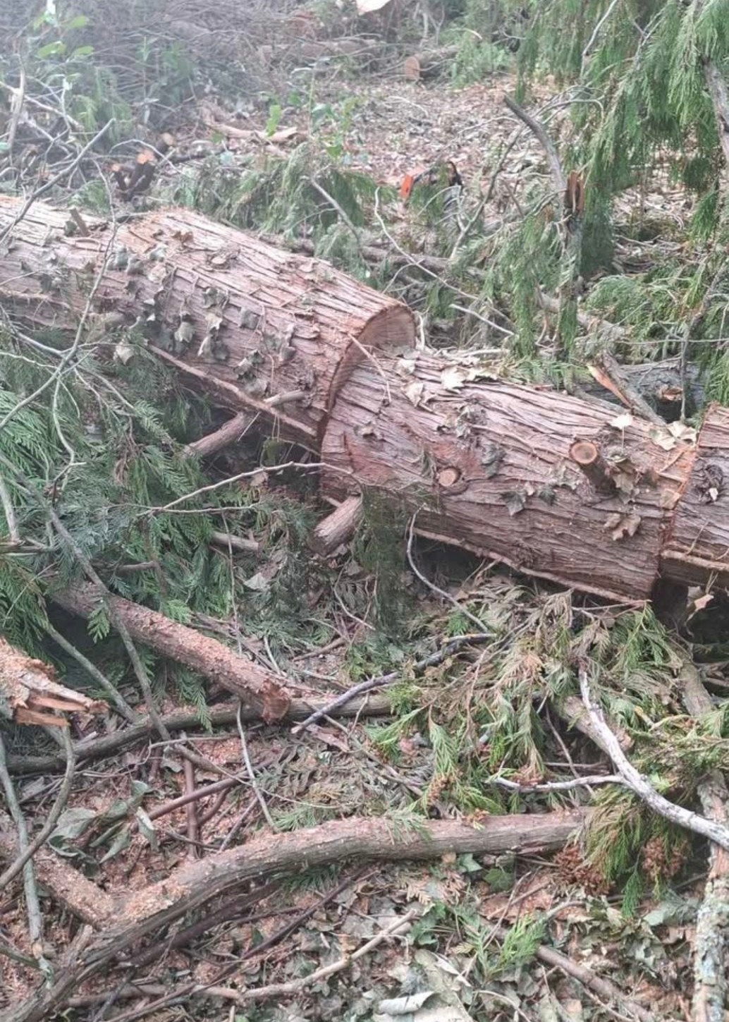 bois à donner, Tuin en Terras, Brandhout, Ophalen, Overige houtsoorten, Blokken