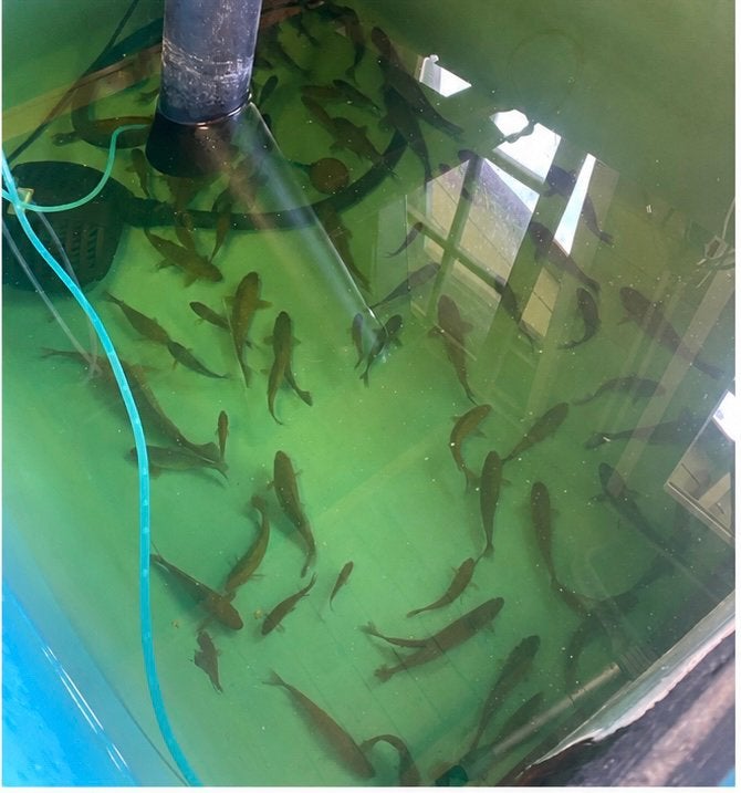 Karpers, Dieren en Toebehoren, Karper of Koi