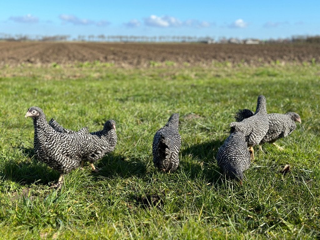 Jonge tamme Amrock kriel kippen gesekst & ingeënt, Animaux & Accessoires, Volatiles, Poule ou poulet, Femelle