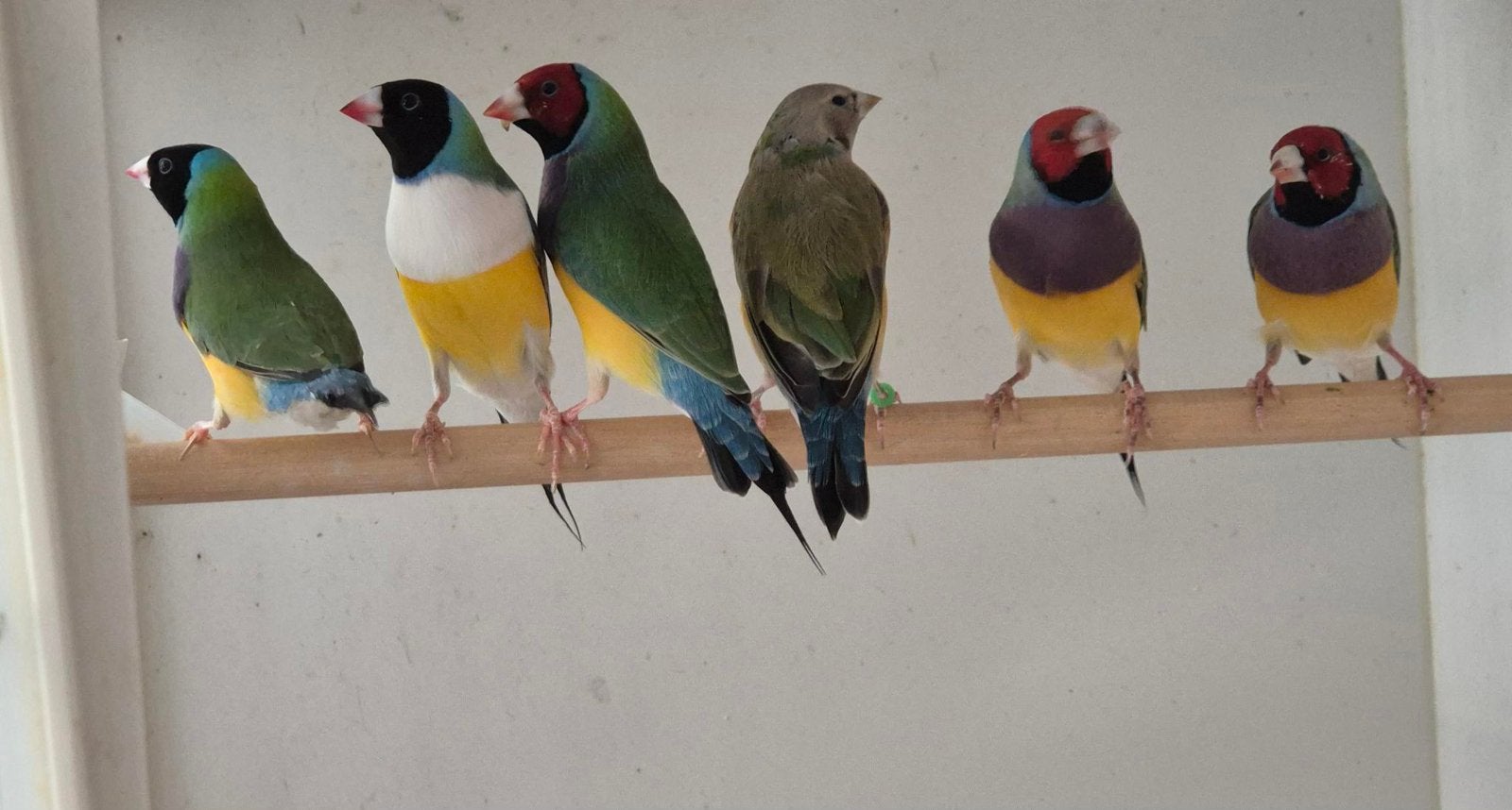 Gouldamadine, Animaux & Accessoires, Mâle