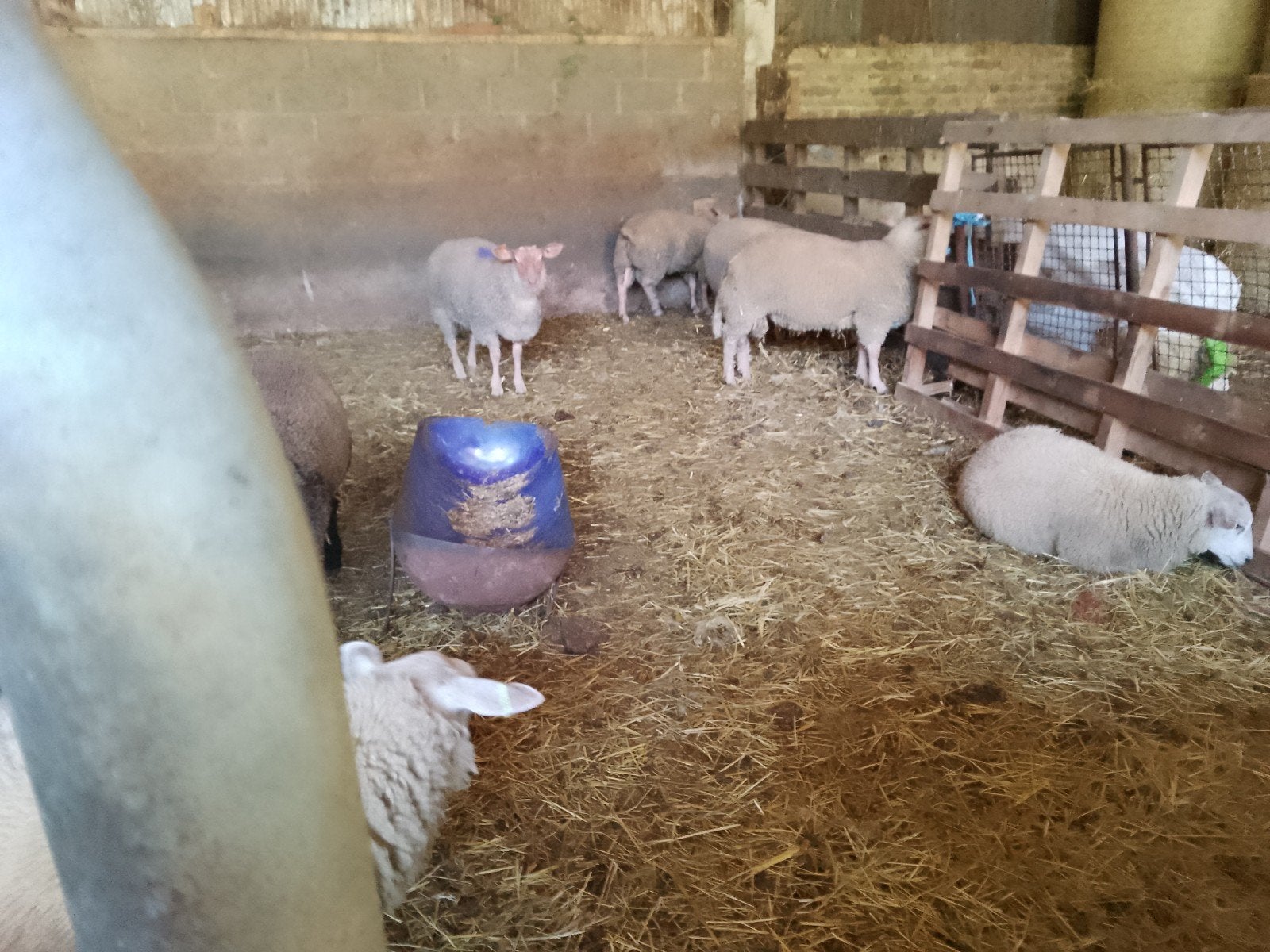 Texelse lammetjes van 6 maanden oud, Dieren en Toebehoren, Schapen, Geiten en Varkens