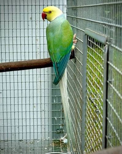Poussins perruches à collier spécial, Animaux & Accessoires, Plusieurs animaux, Perruche, Domestique