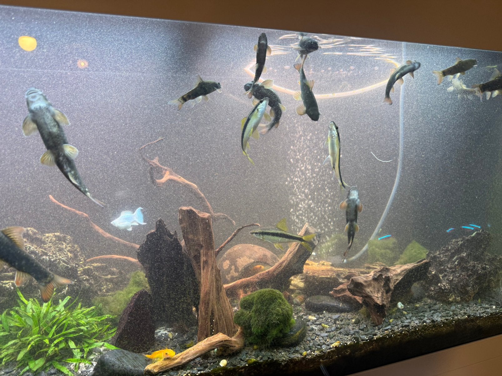 Vissen in een aquarium