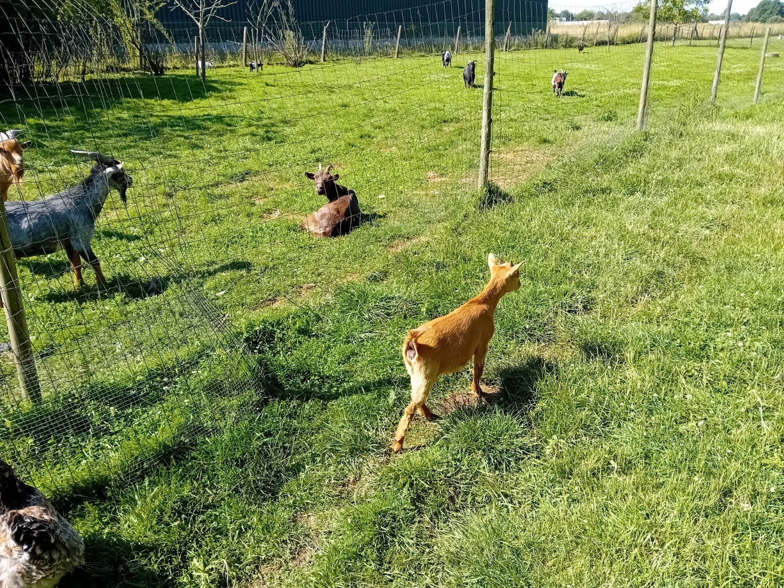 Jong abrikoos geitje, Animaux & Accessoires