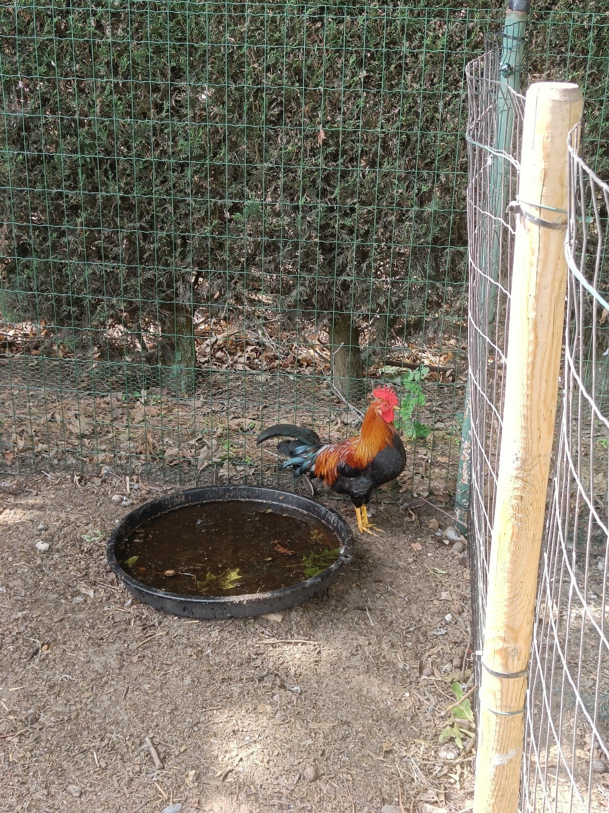Gratis krielhaantje, Dieren en Toebehoren, Pluimvee, Mannelijk, Kip