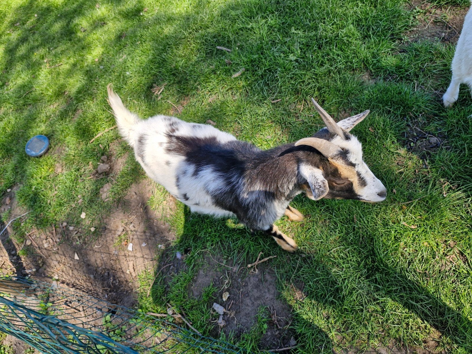Mieke met een bokje lam