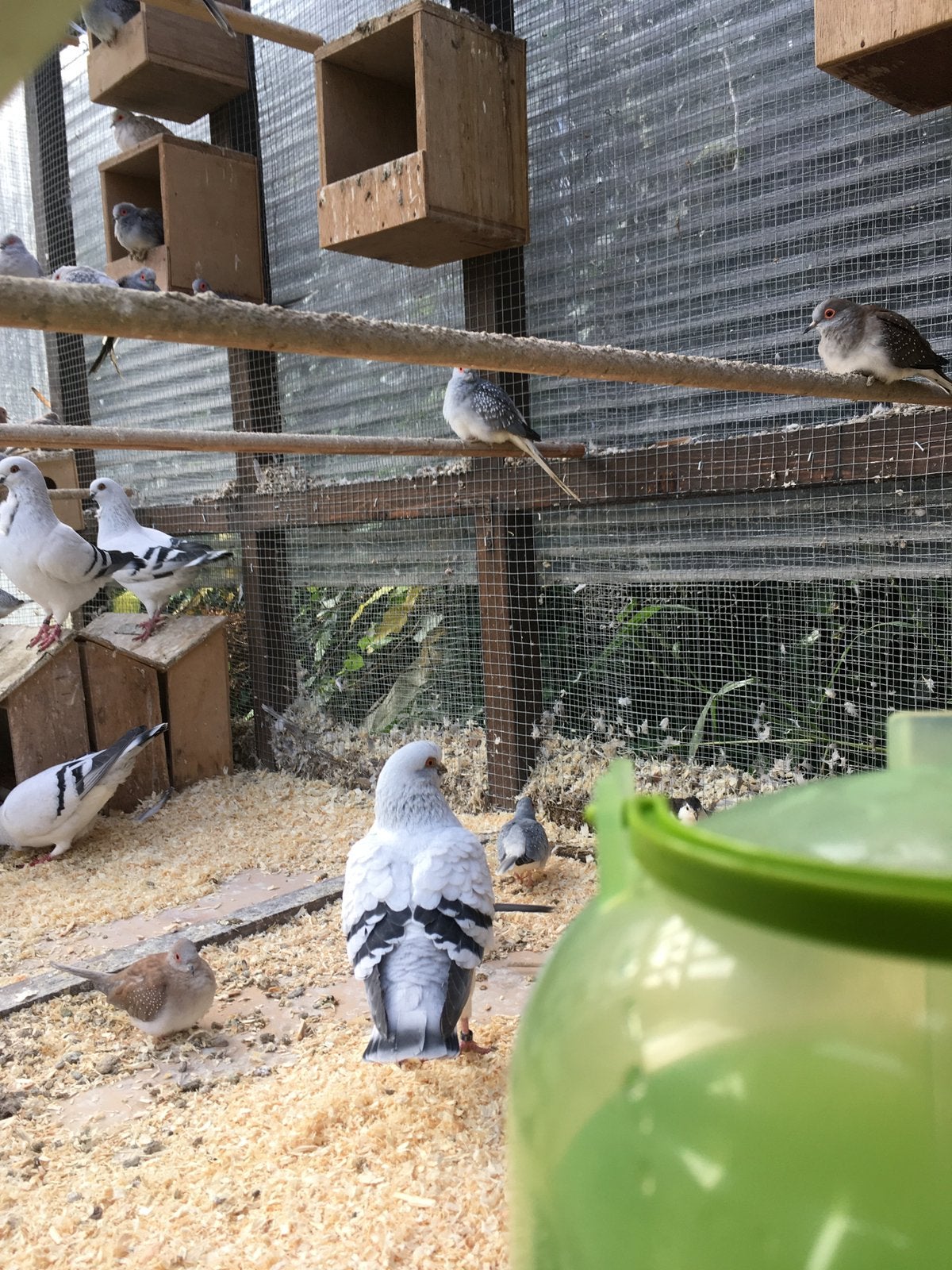 KWEEKRIJPE ITALIAANSE MEEUWEN EN LACHDUIFJES 20 EURO/KOPPEL, Dieren en Toebehoren, Vogels | Duiven, Meerdere dieren, Overige soorten
