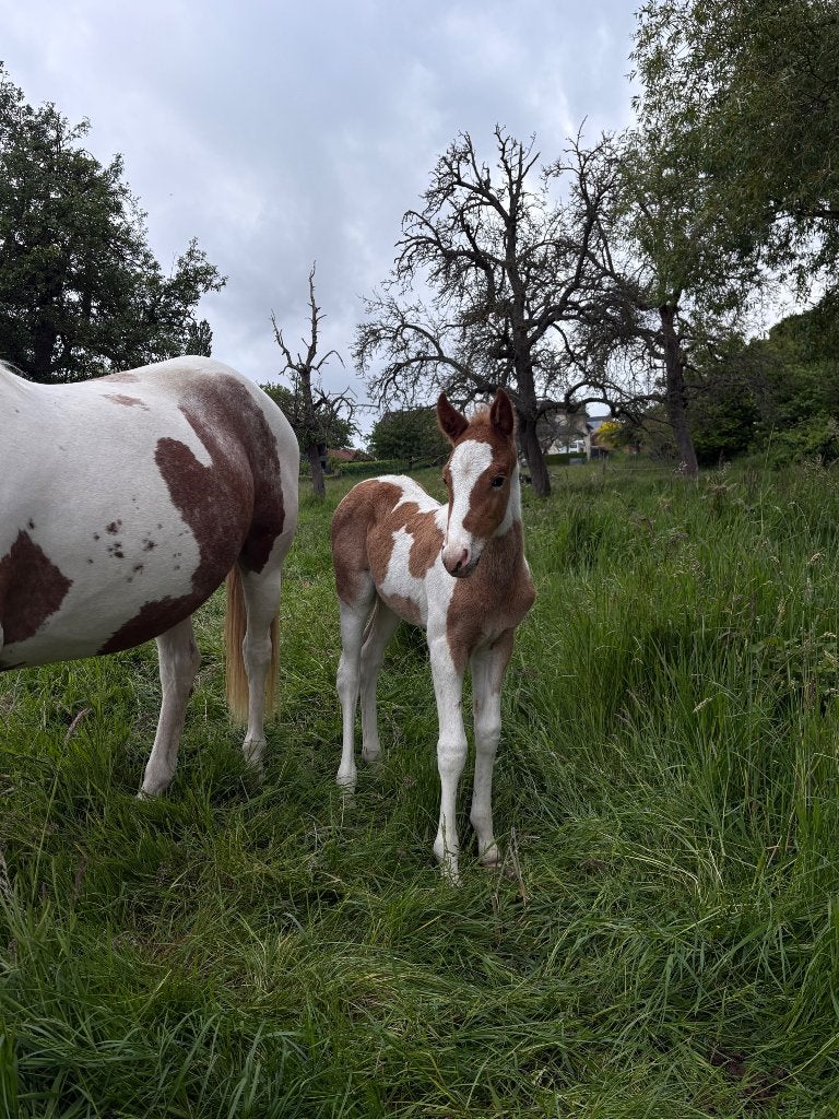 Merrieveulen, Dieren en Toebehoren, Merrie, Niet van toepassing, 0 tot 2 jaar, Ontwormd